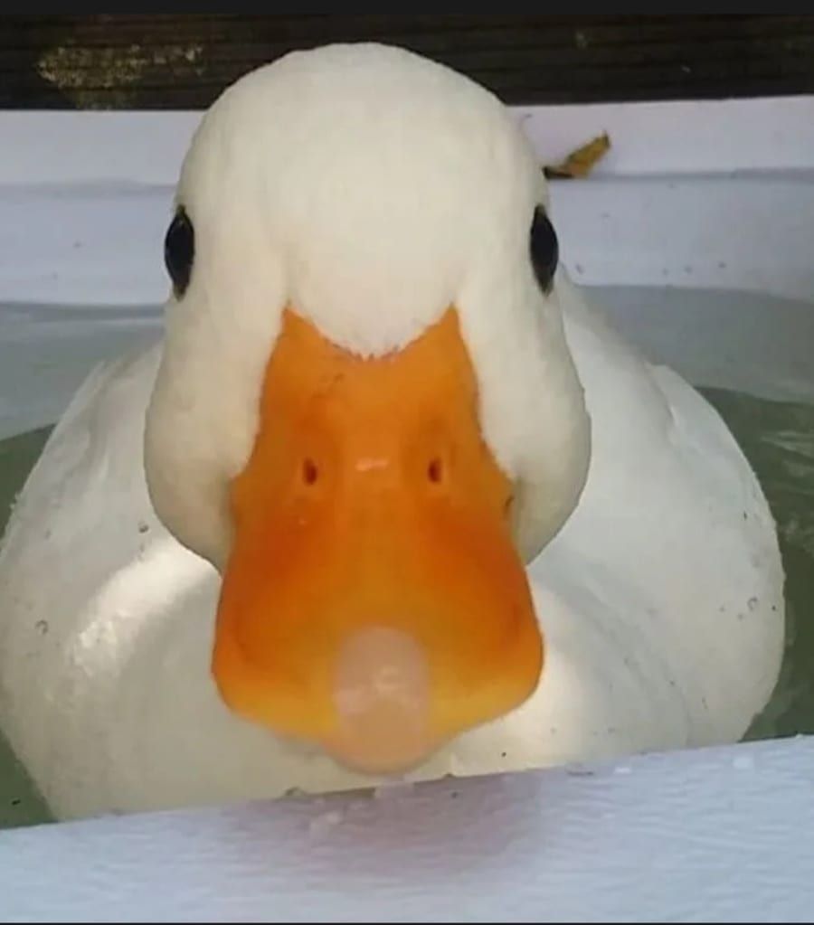 Profil de Hermenegilde