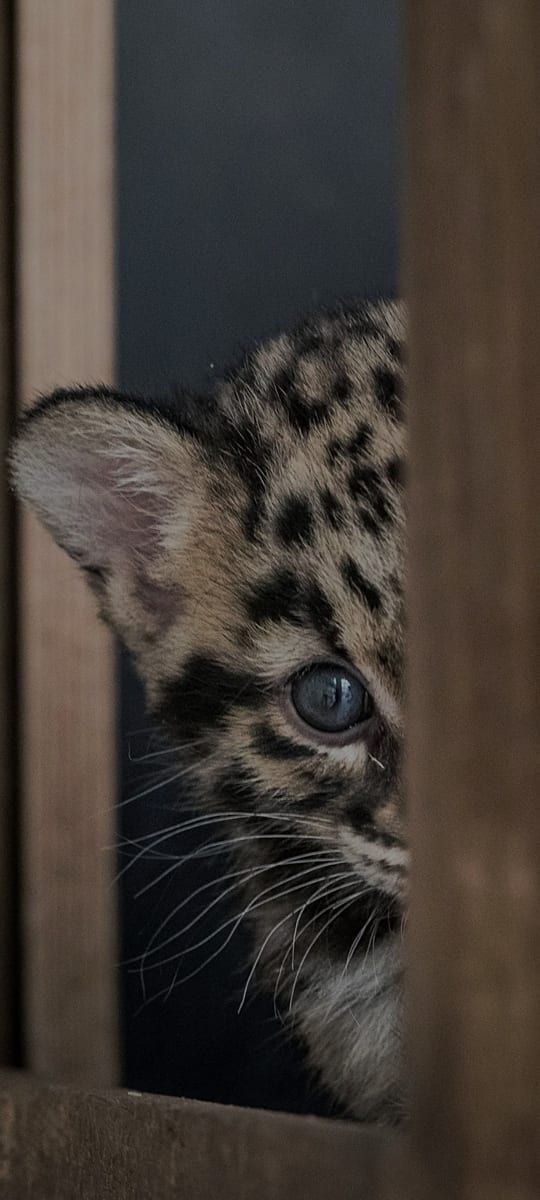 Profil de Neis